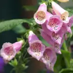 Digitalis are handsome and easy if watered well in dry weather, and look spectacular at the back of a border.