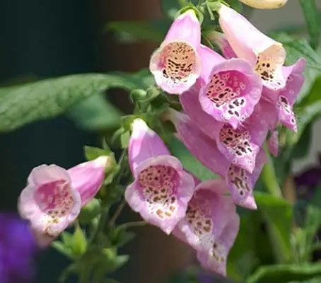 Digitalis are handsome and easy if watered well in dry weather, and look spectacular at the back of a border.