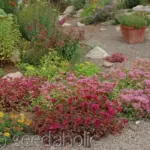 They can be used as a groundcover between flagstones and they are especially suitable for green roofs or living walls.