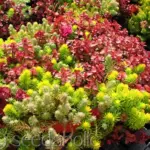 The plants successfully complement other rock-garden components, use them in alpine gardens, troughs and pots.