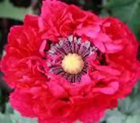 Scarlet Peony 1Gram ~2500 Seeds-2512