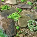 Sempervivum can be used as a groundcover between flagstones.