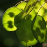 Over a long season it produces masses of seed pods.