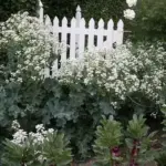 Crambe maritima 'Lilywhite'-0