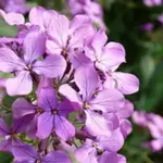 It is a vital nectar plant and therefore popular with bees and butterflies