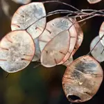 Once seeds have been dispersed the seed pods dry, leaving "silver pennies"