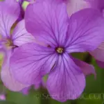 Honesty blooms are rich, purples, pinks and starry bi-coloured combinations: almost fluorescent at sunset.