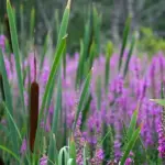 It produces magnificent and spectacular spikes of rose-purple flowers.