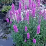 Team with other moisture-loving plants in a damp border or pond side.