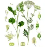 Anise, Pimpinella anisum-2603