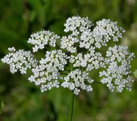 Anise is a dainty, plant with tiny white flowers that are produced in dense umbels.