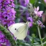 Purple Loosestrife is a native perennial of permanently wet or occasionally flooded soils