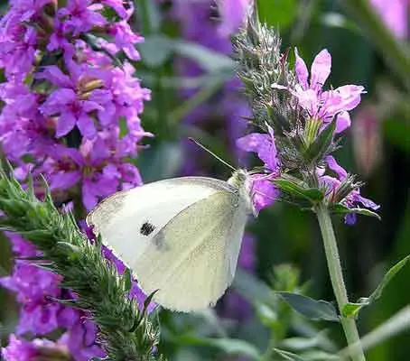 Purple Loosestrife is a native perennial of permanently wet or occasionally flooded soils