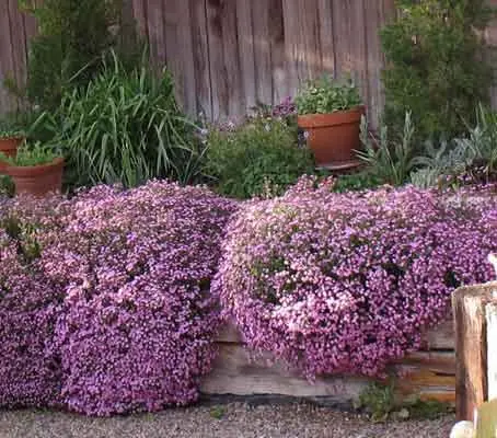 Saponaria is a superb flowering, pretty little plant that makes a low carpet for ground cover or for rock features.