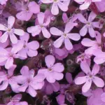 The plants form a mound of bright-green leaves, smothered by starry bright-pink clusters of flowers in late spring.