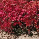 Sedum spurium coccineum is the most robust sedum for creeping spread and for floriferousness.