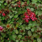 With deep crimson blooms and bronze-green leaves it thrives and spreads in droughty rockery edges in full sun.