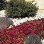 In July, dense clusters of showy crimson blooms smother the evergreen plants.