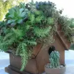 Sempervivum plants are especially suitable for green roofs