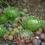 Whether planted in large numbers or used as a single specimen Sempervivum are both beautiful and enduring.