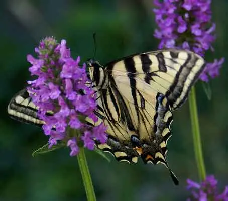Stachys officinalis, Betony-0