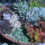 Planted containers with other succulents they make wonderful components for miniature or fairy gardens.