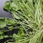 Cress: Watercress-2462