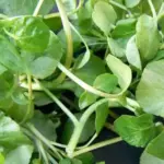 Cress: Watercress-2463
