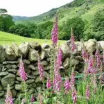 This lovely native European woodland plant is a beauty to add to any garden