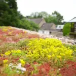 They are especially useful for green roofs in combination with other varieties.