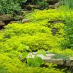 They are at their loveliest spilling over edges of walls and rocks to create the illusion of a living waterfall.