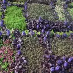 Try it combined with succulents on roof gardens or in vertical plantings, the blue of the flowers is stunning against the green of sedums.