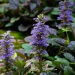 For most of the year Ajuga is a pleasant quiet achiever, but those weeks in spring when the blue flowers appear are simply quite magical.