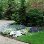 It will toleratepoor soils in full shade and once established, can withstand long periods of drought.