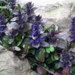 Ajuga reptans is a very versatile low growing ground cover, with evergreen, rosette-like foliage.