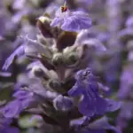 The foliage is very useful to soften the hard edges of walls and paving, let it loose in a rock garden and even in containers.