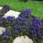 The dark leaves make a good background to the upright spikes of purple-blue flowers