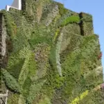 Sedum make adaptable low groundcovers for the rock garden, green roof or vertical wall.