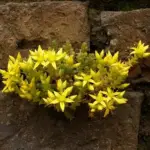 Grow it on south-facing walls or banks, as a ground cover or as a green roof.