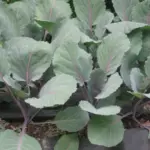 Cabbage seedlings are ready for transplanting when they are between 6 and 8cm high.