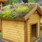 They are hardy and easy to grow, requiring minimal care, only full sun and good drainage to thrive.