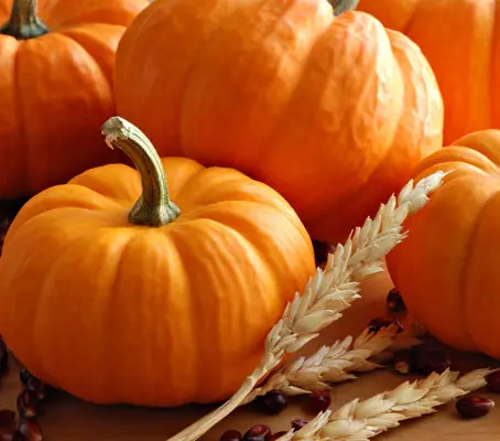 Rated the best miniature pumpkin ‘Munchkin’ is only 10 to 12cm (3 to 4in) wide.