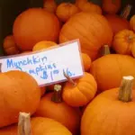 It has a bright tangerine-orange colour with deep sutures and flattened scalloped shape.