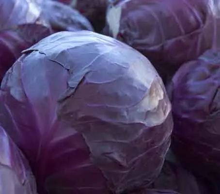 Cabbage ‘Red Drumhead’ is a popular deep red heirloom variety.