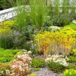 Sedum reflexum (rupestre)-2740