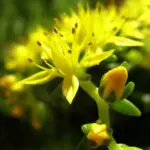 Delicate in appearance and yet very cold hardy, Sedum acre is beautiful from the first stirrings of early spring to the twilight of autumn.