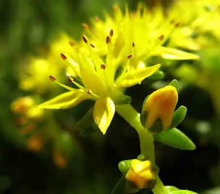 Delicate in appearance and yet very cold hardy, Sedum acre is beautiful from the first stirrings of early spring to the twilight of autumn.
