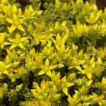 Small bright-yellow star-shaped blossoms cover the foliage, resembling a mound of golden moss.