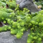 Sedum reflexum typically grows up to 10cm (4in) high, the foliage resembling mini spruce branches.