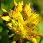 They produce flat-spreading flower heads with upward-facing, starry-crystalline blooms.